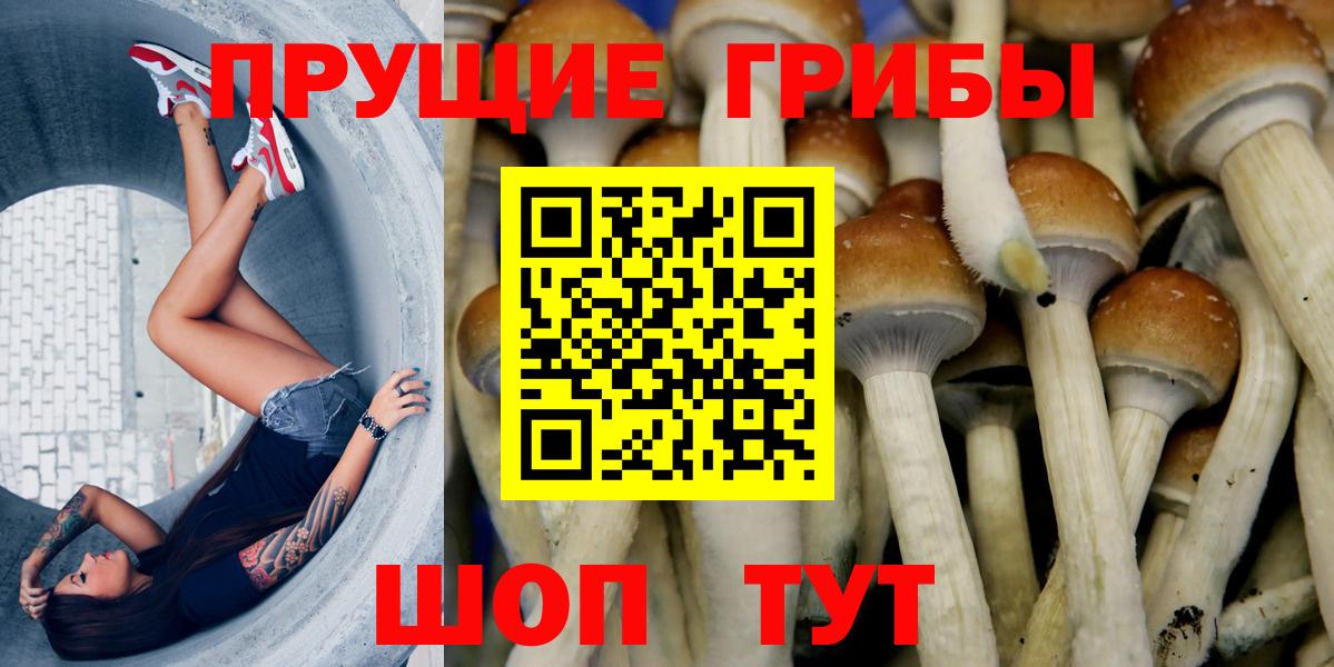 Псилоцибиновые грибы Psilocybine cubensis  Вход с VPN  Балтийск  Псилоцибиновые грибы GOLDEN TEACHER 